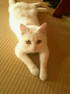 cat